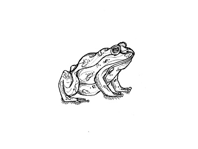 Frog man amphibian frog frogs hop nature ribbit toad warts