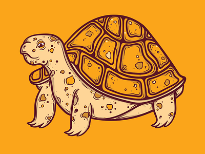 Turtle illustration land turtle scan shell sketch turtle turtles vector lines