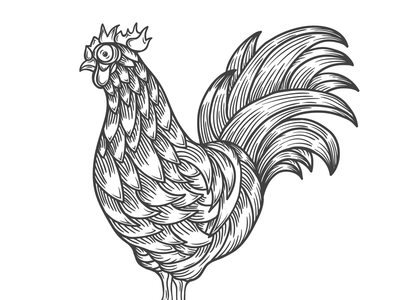 Vector Lines beak bird chicken feathers gobble rooster talons wings