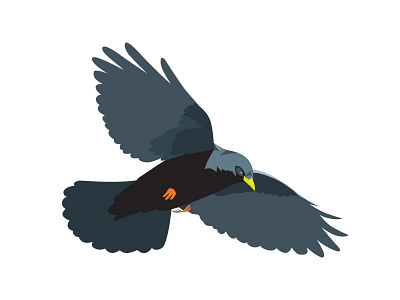 Alpendohle alpendohle alpine chough alps bird illustration vector wild life