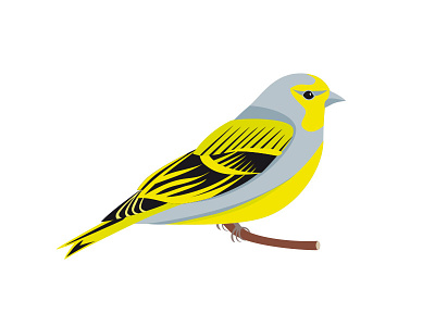 Zitronenzeisig alps bird citril finch finch illustration songbird vector wild life zitronenzeisig