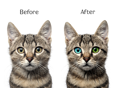 Cat camera photoshop retouch
