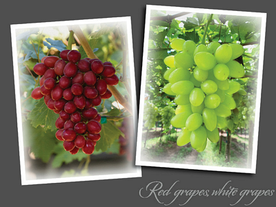 Red grapes, white grapes