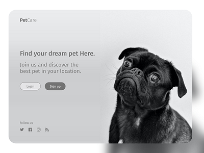 Pet care ipad design design ui ux web