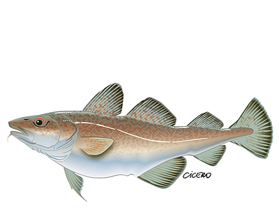 Bacalhau bacalhau ilustracao ilustração peixe vetor