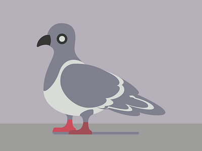 New York Pigeon flat grey illustration illustrator new york pigeon