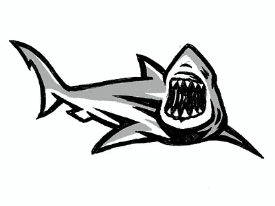 shark sketch