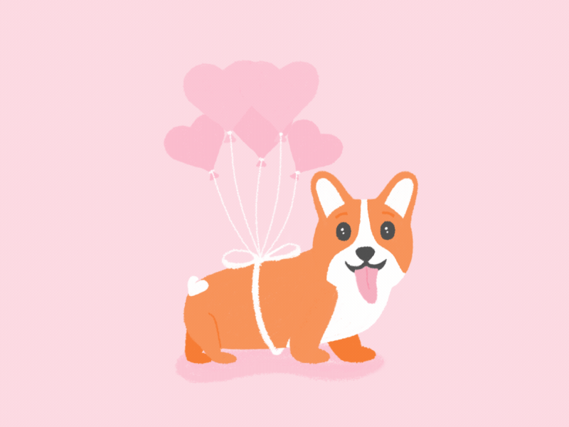 Corgi Dog walking 2d animation aftereffects animation corgi illustration motion animation motion design motiongraphic