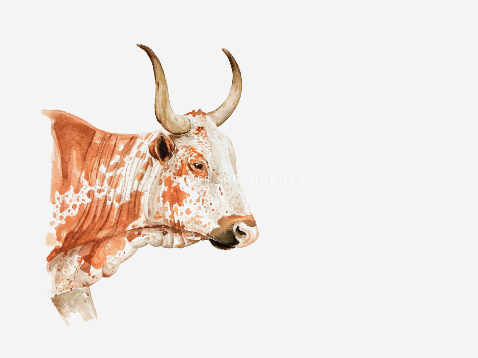 NGUNI 01 by Tiger Solomon on Dribbble