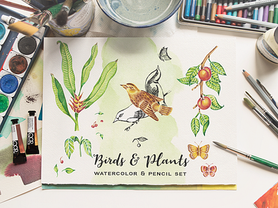 Birds & Plants Watercolor and Pencil Set design design bundle illustration pencil drawing watercolor watercolor art watercolor illustration