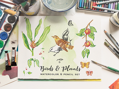 Birds & Plants Watercolor and Pencil Set