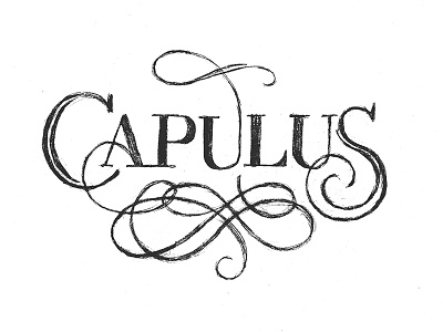 Capulus Branding Sketch 1 brand identity logo sketch