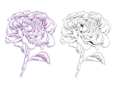 Flower Study