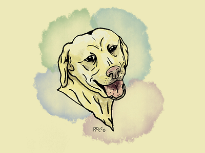 Rocco the Lab animal dog face illustration lab labrador portrait procreate retriever tongue yellow