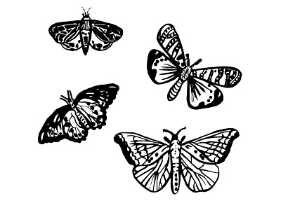 mariposa branding illustration ink ink drawing
