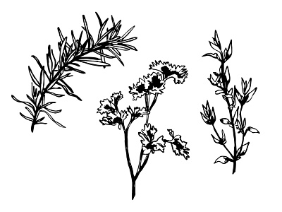 herb branding illustration ink ink drawing
