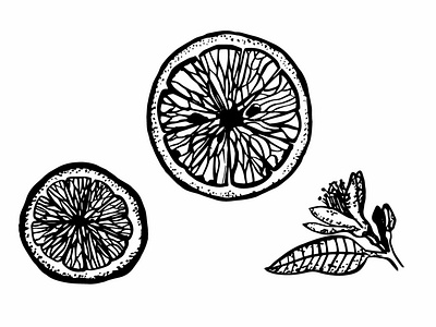 Citrus branding design illustration ink drawing vector