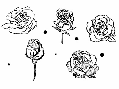 Roses Illustrations 1 branding graphic art graphic artist illustration ink drawing vector