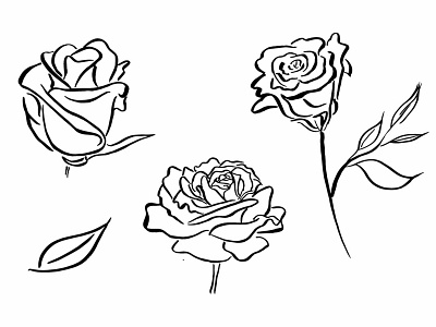 Rose illustrations 2 branding design graphic artist illustration ink drawing vector