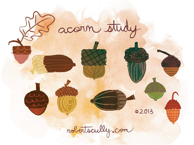 Acorn Study acorn childrens book design drawing illustration leaf picture book study