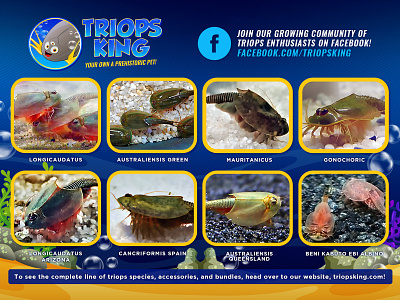 Triops King Packaging Flier