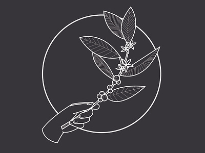 Coffee Plant coffee coffee bar design icon illustration linework logo vector
