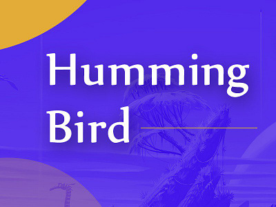 Humming Bird