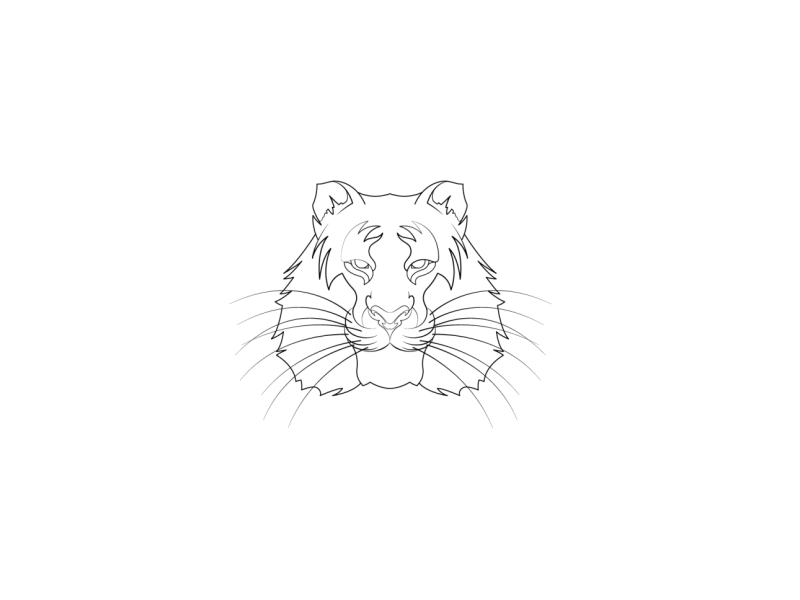 Roar 2d character aftereffects animals animation character design gif illustration loop motiongraphic tiger vector illustration
