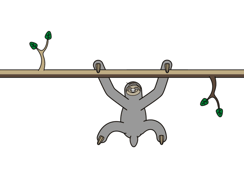 Sloth 2d character aftereffects animals calisthenics character design funny gif illustration loop motiongraphic sloth wild animal wildlife workout