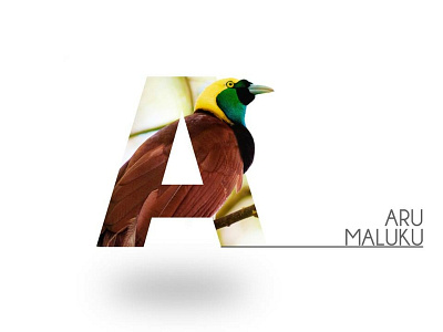 Letter Portrait - Aru Maluku branding design illustration typography