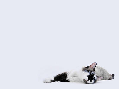 My wallpaper cat gray photo sessy