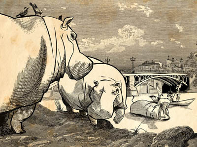 Hippopotamus in Seville hippopotamus poster print seville