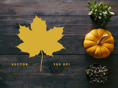 Autumn Leaf Silhouettes + Stock Photos