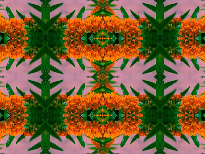 Flora Kaleidoscope