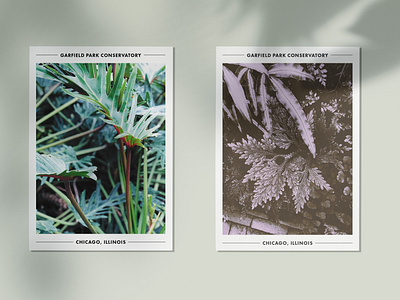 Garfield Park Conservatory Postcards botanical garden branding chicago conservatory mailers merch photography plants postcard print design typography vscocam