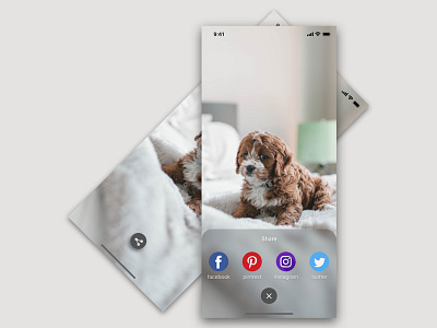 Puppy | Share Pic app design image ios ux ui
