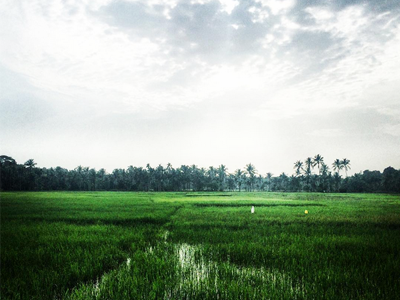 Visit Kerala :) green kerala nature photography pic