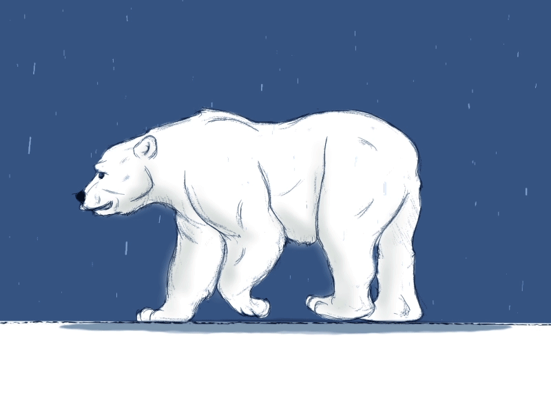 Polar Bear 2d animation adobe aftereffects adobe photoshop animation framebyframe polar bear sketch snow snow flakes traditional animation