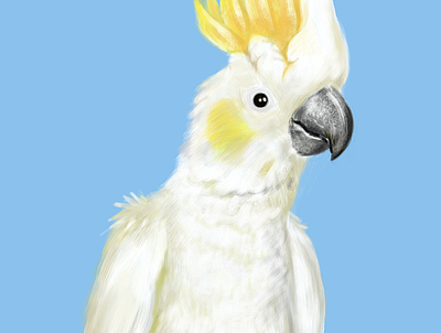 Polly is white illustration