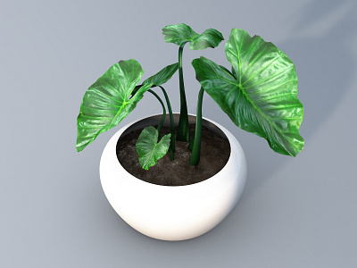 Plant in the pot 3d 3dmodel cinema4d design modeling plant plant3d pot render