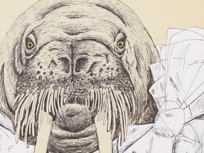 Plastic Accessory animal illustration poster walrus