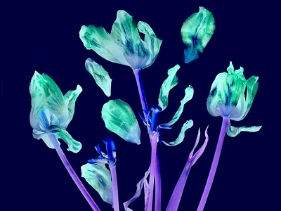 Dried flowers, dry tulip petals on a dark, purple background blue botanical design dry flowers illustration inversion rays tulips