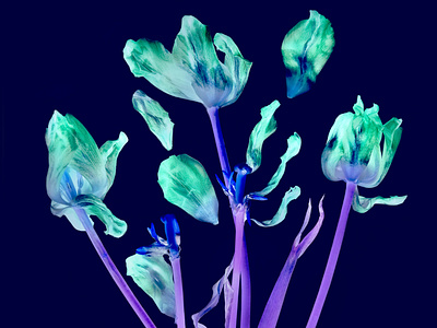 Dried flowers, dry tulip petals on a dark, purple background