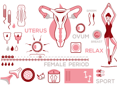 Menstrual Cycle Illustration girl girl illustration illustration period