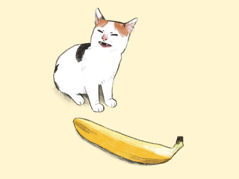 angry cat banana