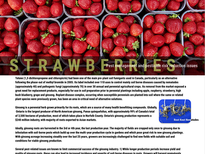 Strawberry Page