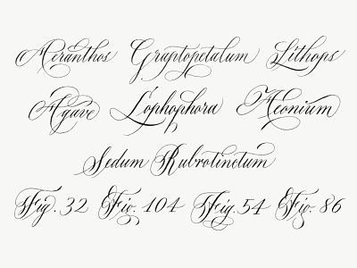 Succulent Names calligraphy copperplate english roundhand flourishes script succulent