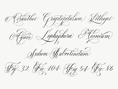 Succulent Names calligraphy copperplate english roundhand flourishes script succulent