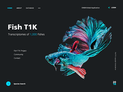 Fish T1K website design ui website