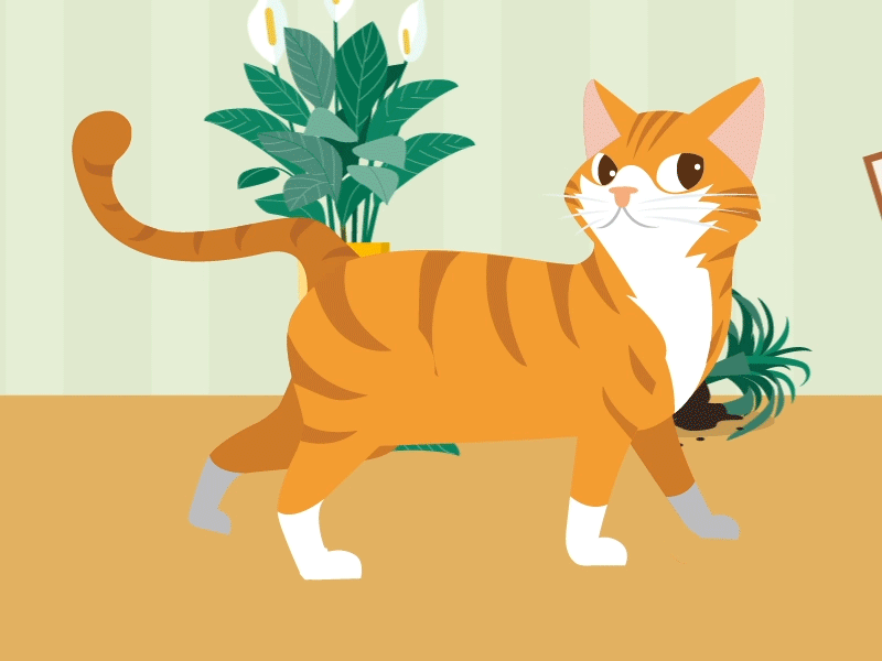 Walking cat after affects animation design gif motion vector